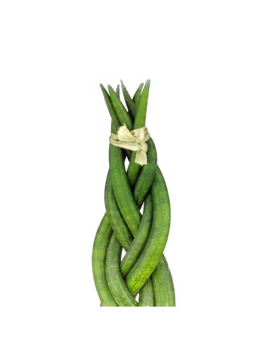 Sansevieria Cilíndrica Trenzada
