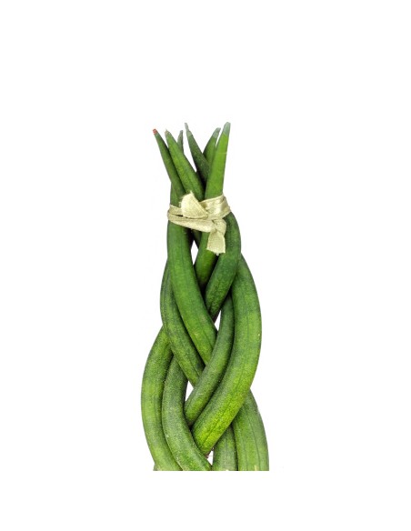 Sansevieria Cilíndrica Trenzada