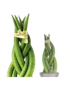 Sansevieria Cylindrique Tressée (pot 6 cm Ø). 2