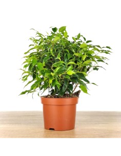 Ficus Kinki (pot 12 cm Ø).