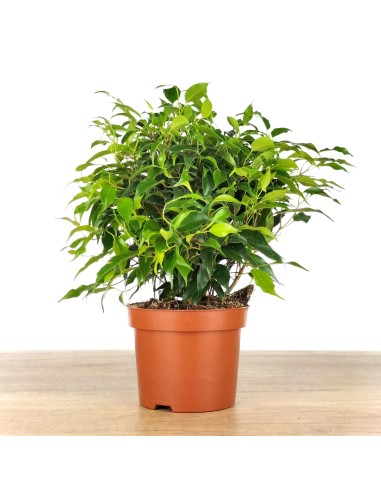 Ficus Kinki (pot 12 cm Ø).