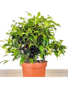 Ficus Kinki 2