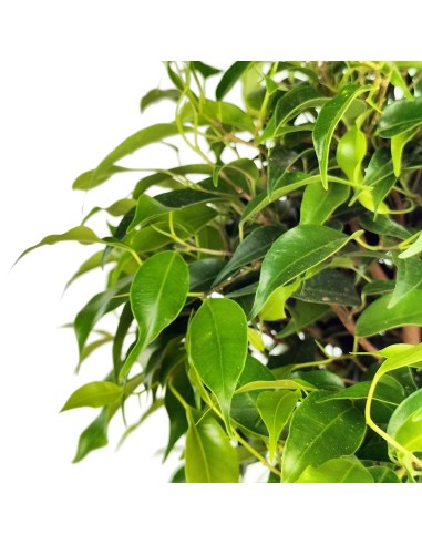 Ficus Kinki (pot 12 cm Ø).