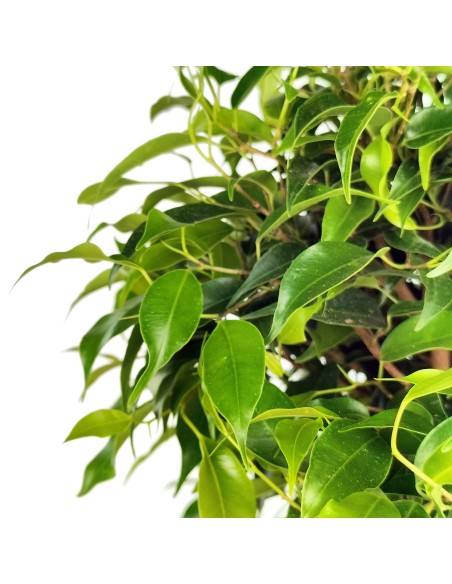 Ficus Kinki (pot 12 cm Ø).