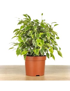 Ficus Kinki matizado