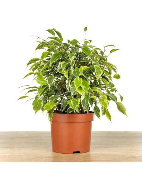 Ficus Kinki matitzat (test 12 cm Ø)