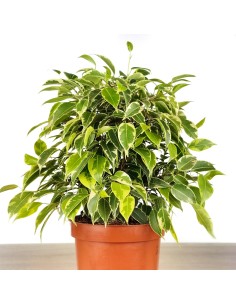 Ficus Kinki matitzat (test 12 cm Ø) 2