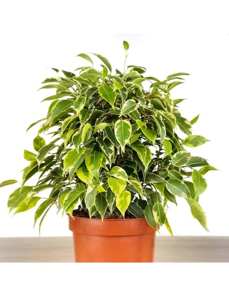 Ficus Kinki matitzat (test 12 cm Ø)