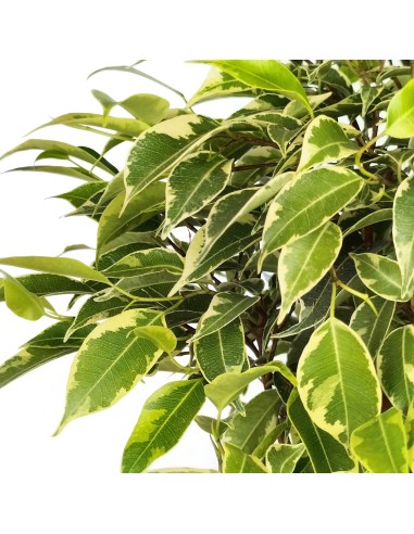 Ficus Kinki Nuancé (pot 12 cm Ø).
