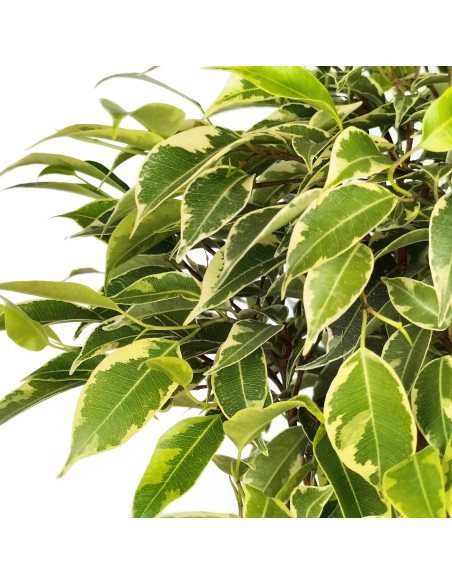 Ficus Kinki matizado