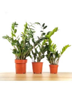Zamioculcas 2