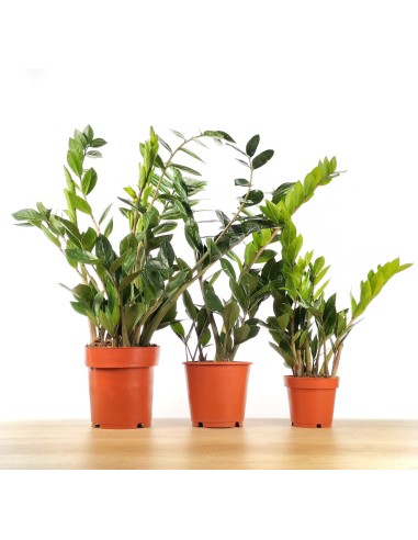 Zamioculcas