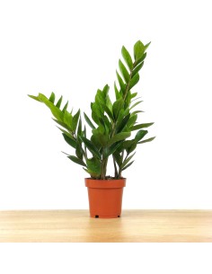 Zamioculcas