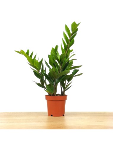 Zamioculcas