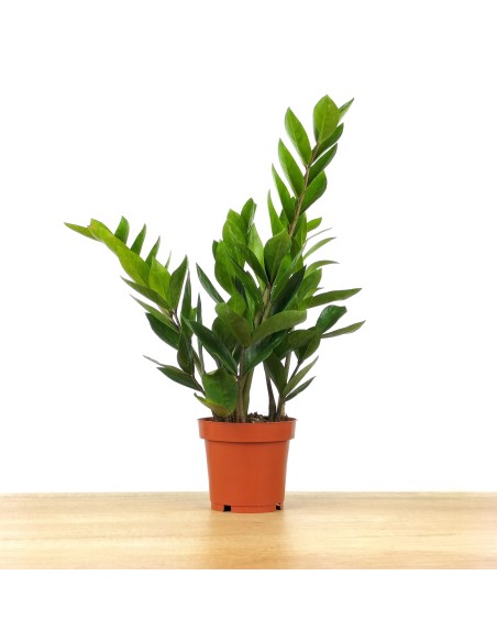 Zamioculcas