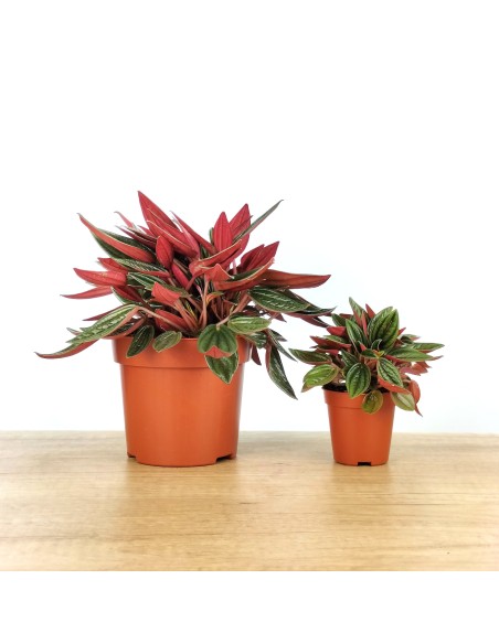 Peperomia Caperata Rouge.