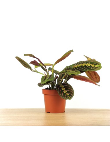 Maranta Fascinator