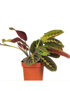 Maranta Fascinator 2