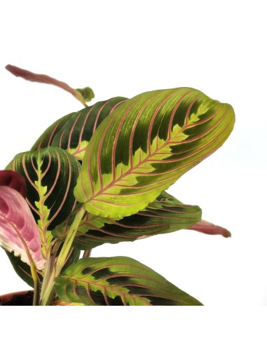 Maranta (test 12 cm  Ø)