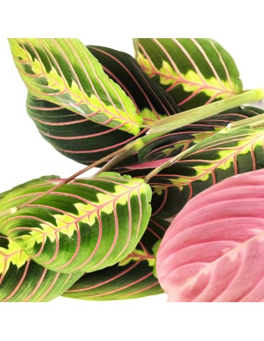 Maranta Fascinator