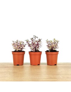 Callisia Repens (pot 5,5 cm Ø).