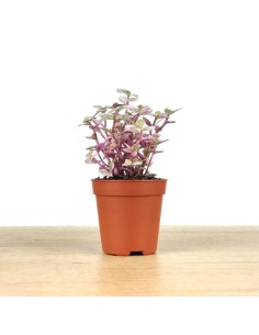 Callisia Repens 2
