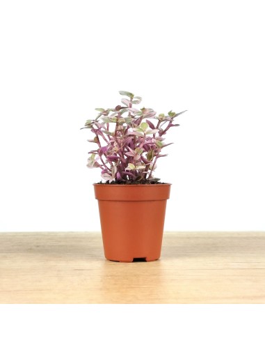 Callisia Repens (maceta 5,5 cm Ø)