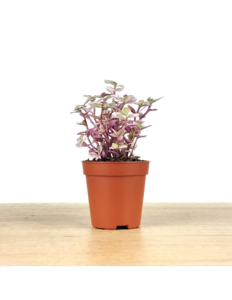 Callisia Repens (pot 5,5 cm Ø).