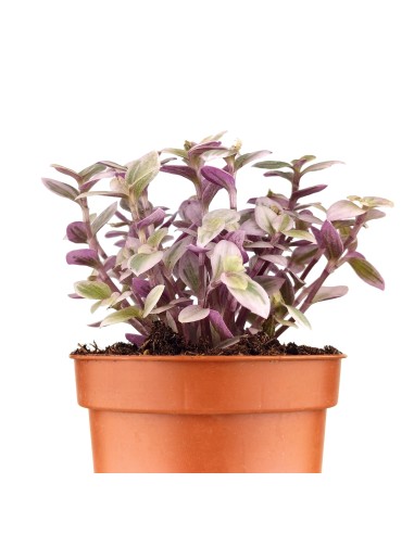 Callisia Repens (pot 5,5 cm Ø).