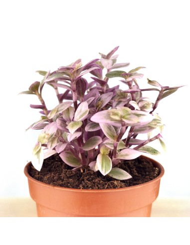 Callisia Repens (maceta 5,5 cm Ø)