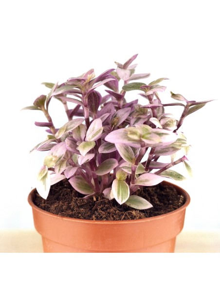Callisia Repens (maceta 5,5 cm Ø)