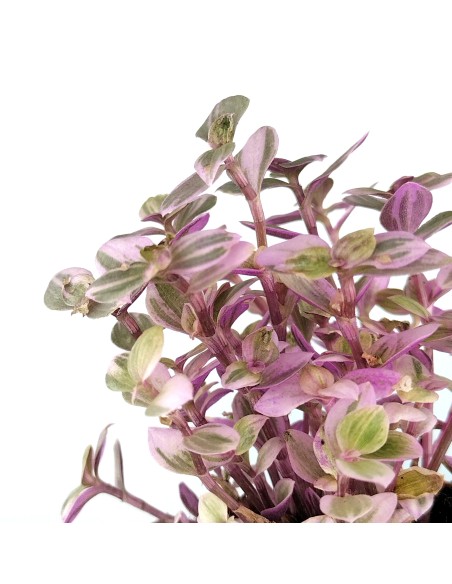 Callisia Repens (maceta 5,5 cm Ø)