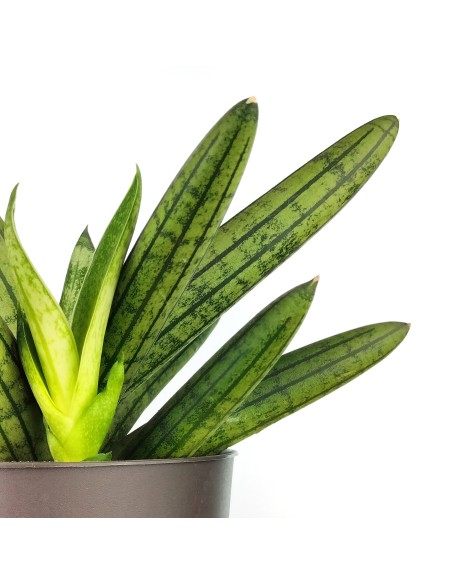 Sansevièria Cilíndrica en estrella