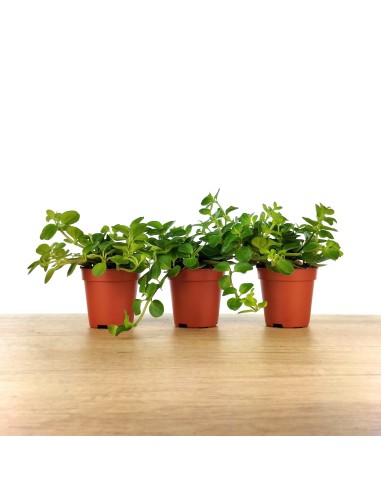 Peperomia Rotundifolia (vaso 6 cm Ø)