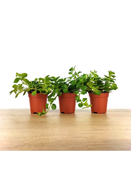 Peperomia Rotundifolia (vaso 6 cm Ø)