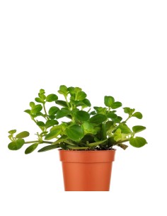 Peperomia Rotundifolia (maceta 6 cm Ø) 2