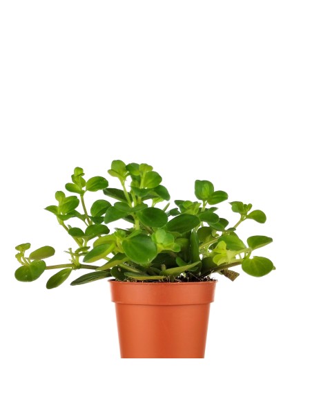 Peperomia Rotundifolia (vaso 6 cm Ø)