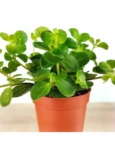 Peperomia Rotundifolia (vaso 6 cm Ø)
