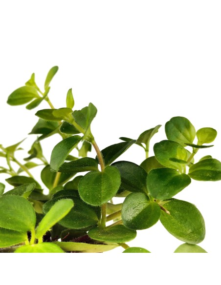 Peperomia Rotundifolia (vaso 6 cm Ø)