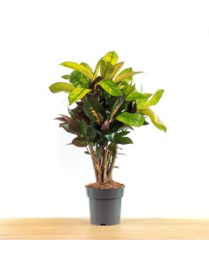 Croton Mrs Iceton (pot 17 cm ø).
