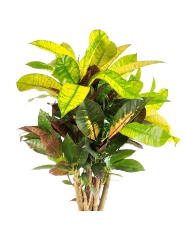 Croton Mrs Iceton (pot 17 cm ø).