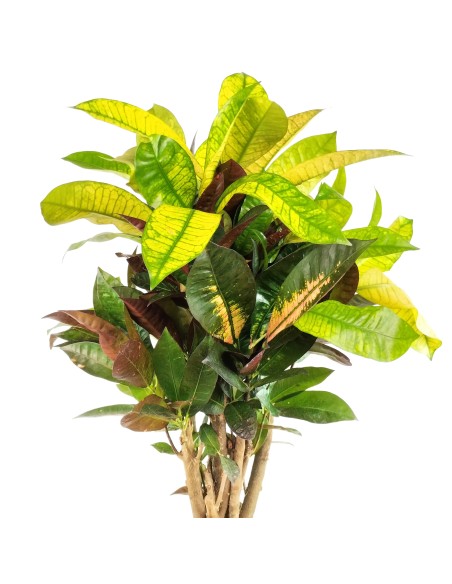 Croton Mrs Iceton (pot 17 cm ø).
