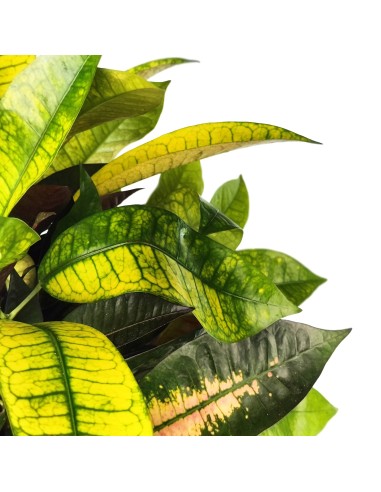 Croton Mrs Iceton (pot 17 cm ø).