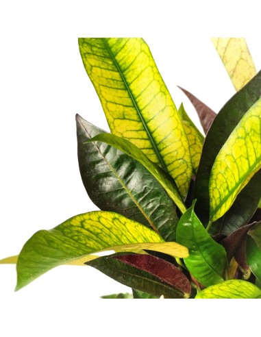 Croton Mrs Iceton (pot 17 cm ø).