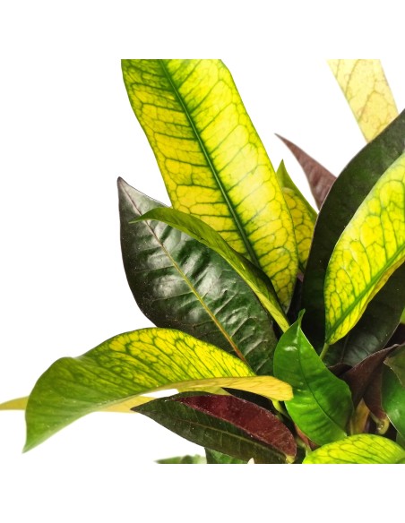 Croton Mrs. Iceton (test 17 cm ø)