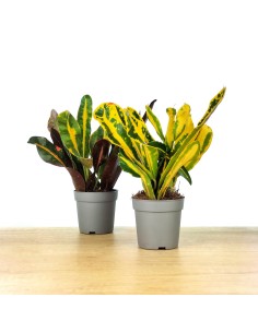 Banane Rouge Croton (pot 8,5 cm ø).