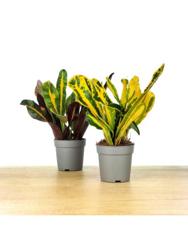 Croton Red Banana