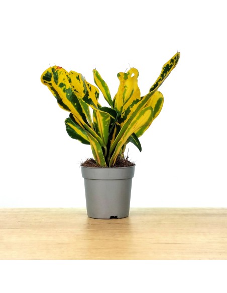 Croton Red Banana