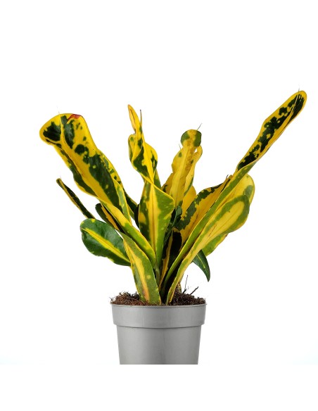 Banane Rouge Croton (pot 8,5 cm ø).