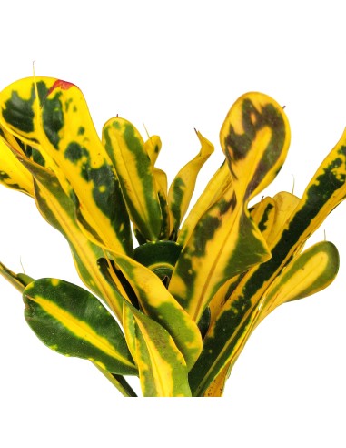 Croton Red Banana